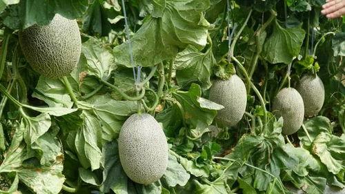 挂机吃瓜,轻松享受虚拟世界乐趣