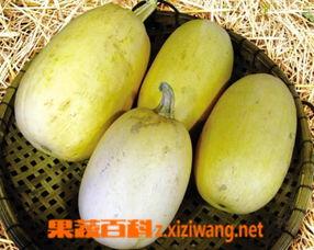 鱼翅瓜仔可以吃吗,美味还是争议？探究其可食用性