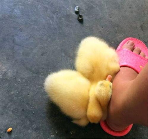 宠物鹅吃哈密瓜,宠物鹅的甜蜜时光