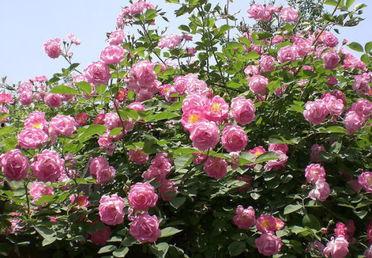 花径芳踪头条号,探寻自然之美，感受生命之韵