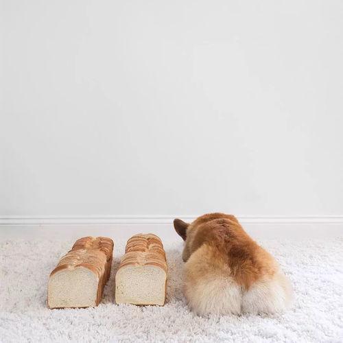 网红老鼠屁股是谁,揭秘网络红人的崛起之路