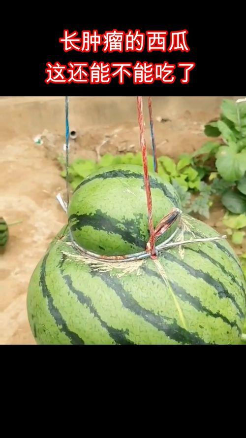吃瓜视频肿瘤,肿瘤的成因与防治之道