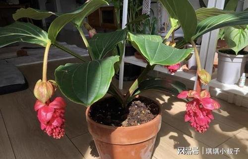 2021网红鲜花养护