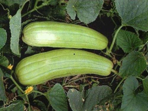 适合秋天吃的瓜,秋季养生瓜果精选指南