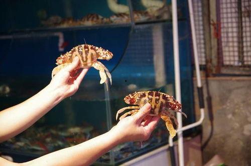 网红吃海鲜翻车了