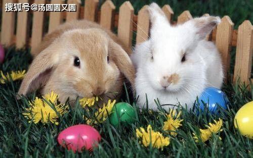 兔子吃角瓜么,探究小动物的食物偏好