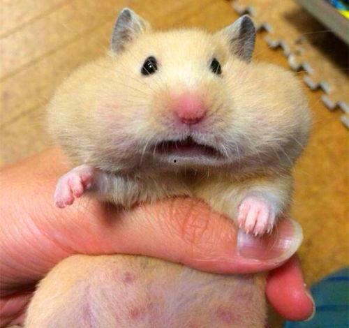 仓鼠可以吃棉瓜吗,棉瓜是否适合作为仓鼠美食？