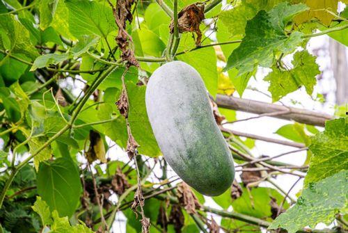 吃瓜得病的新闻,吃瓜也能致病？警惕夏日常见食物中毒风险