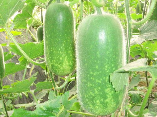 减肥吃砍瓜,轻松享瘦的秘密武器